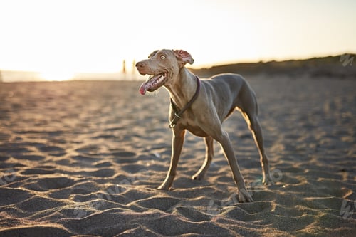 Preview: Funny dog on beach