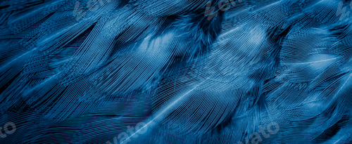 Preview: blue pheasant feathers with dark stripes. background