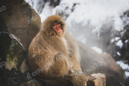 Preview: Japan, Yamanouchi, Jigokudani Monkey Park, portrait of red-faced makak