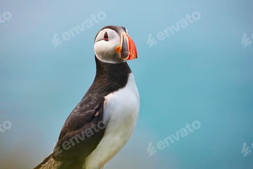 Preview: Puffin on Mykines cliffs and blue background. Faroe birdlife