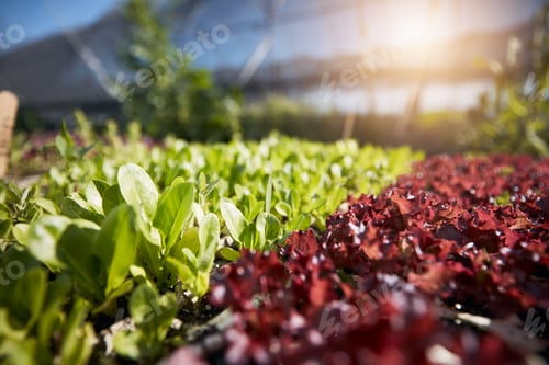Preview: Plants, green and red lettuce in greenhouse background for farming, agriculture and vegetables grow