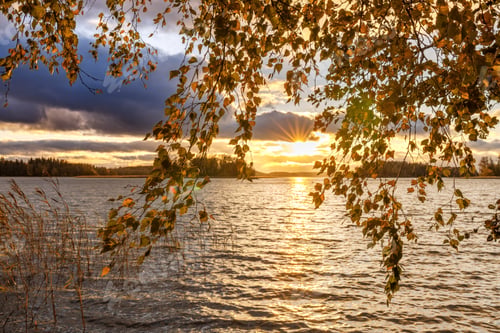 Preview: Birch branches, sun's rays and sunny path on the lake with light waves. Finland