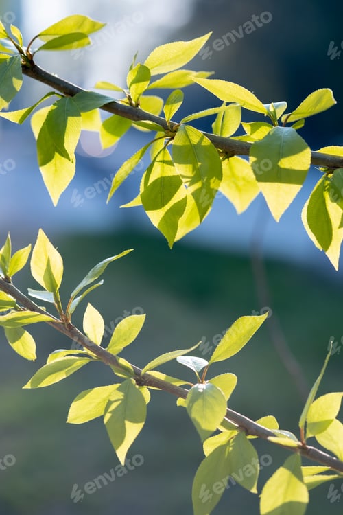 Preview: A branch with young leaves in natural conditions in spring.