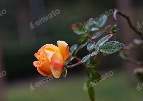 Preview: Isolated orange rose with dew drops on its petals in a garden