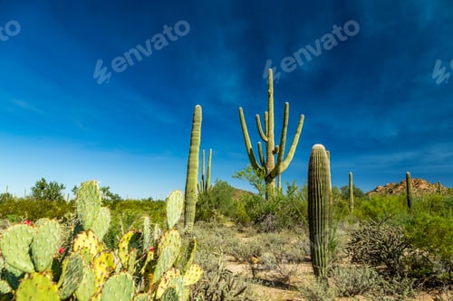 Preview: Saguaro National Park In Southern Arizona Is Part Of The National Park System In The United States