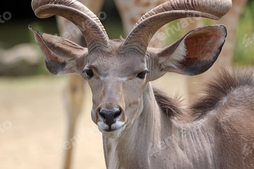 Preview: The greater kudu (Tragelaphus strepsiceros) in natural habitat