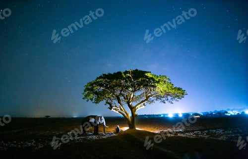 Preview: Elephant and mahout at sunrise in Thailand