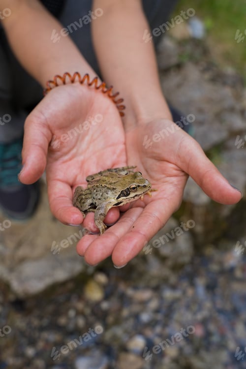 Preview: Hands of a person holding a little river frog