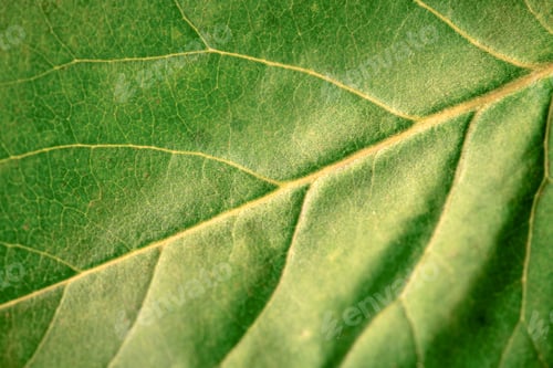 Preview: Macro green leaf texture with beautiful relief facture of plant, close up macro photo of pure nature