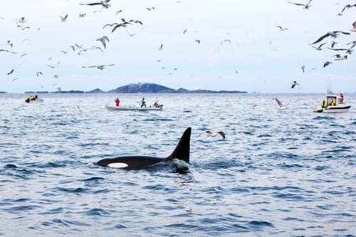 Preview: Tourists on whale safari boats in the arctic