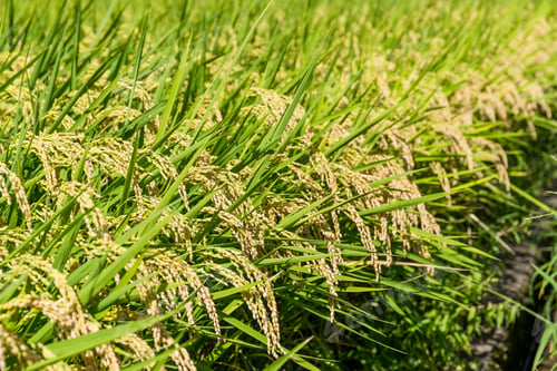 Preview: Paddy field