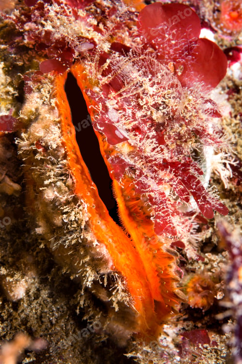 Preview: Scallop on Reef