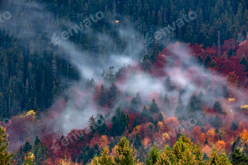 Preview: Autumn image with silhouette of forest with dense fog at dusk.