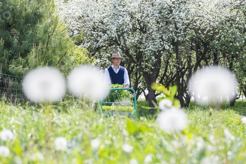 Preview: Farmer pushing barrow of plants in field