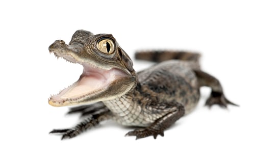 Preview: Spectacled Caiman, Caiman crocodilus, also known as a the White Caiman or Common Caiman