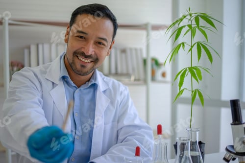 Preview: Scientist research cannabis at laboratory room.