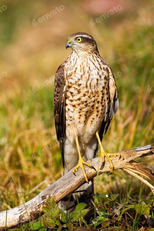 Preview: Female eurasian sparrowhawk sitting on bough in summer nature