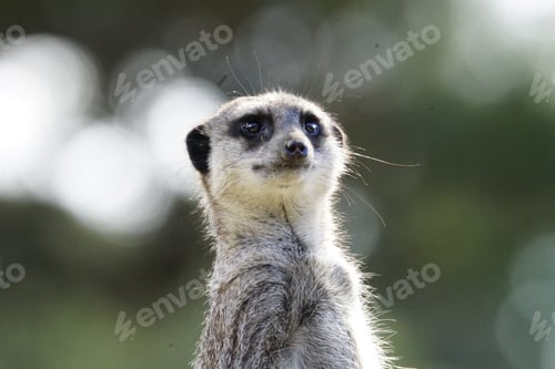 Preview: Meerkat in grass gazes upwards