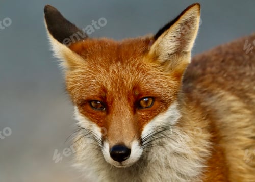 Preview: Young fox