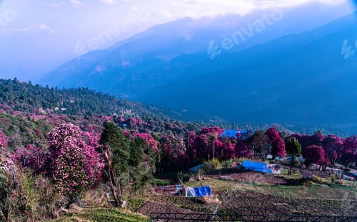 Preview: blossom rhododendron flower on hill