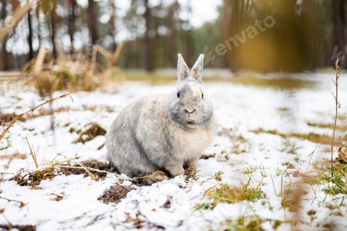 Preview: small brown bunny on the snow in winter forest.