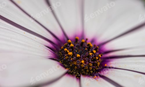 Preview: Close up of african daisy flowers