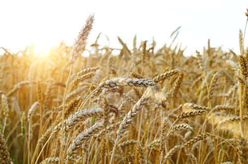 Preview: Wheat field under cloudy blue sky in Ukraine
