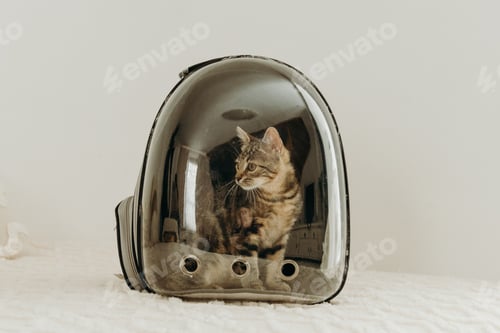 Preview: One small kitten in a backpack on the sofa in the living room.