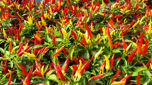 Preview: Overhead food flat lay of colorful hot peppers grown in plant nursery for retail sale.