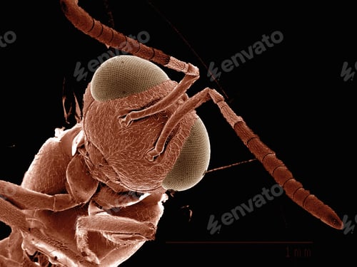 Preview: Scanning electron micrograph of a parasitic wasp. (hymenoptera)