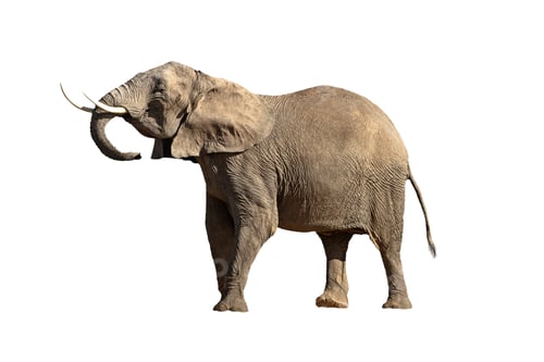 Preview: Isolated Large Elephant Head Up Big Tusks