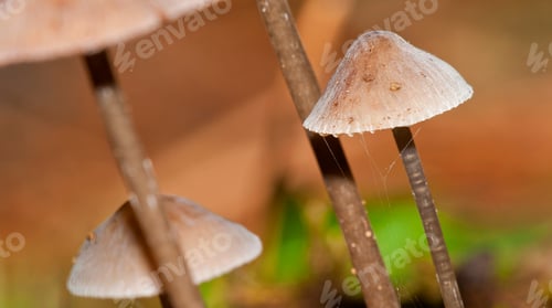 Preview: Wild Mushroom, Sierra de Guadarrama National Park, Spain