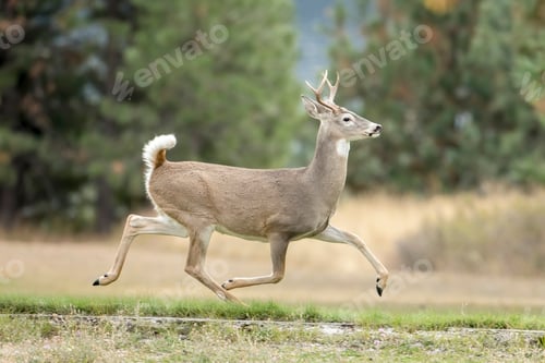 Preview: Deer runs in a park.