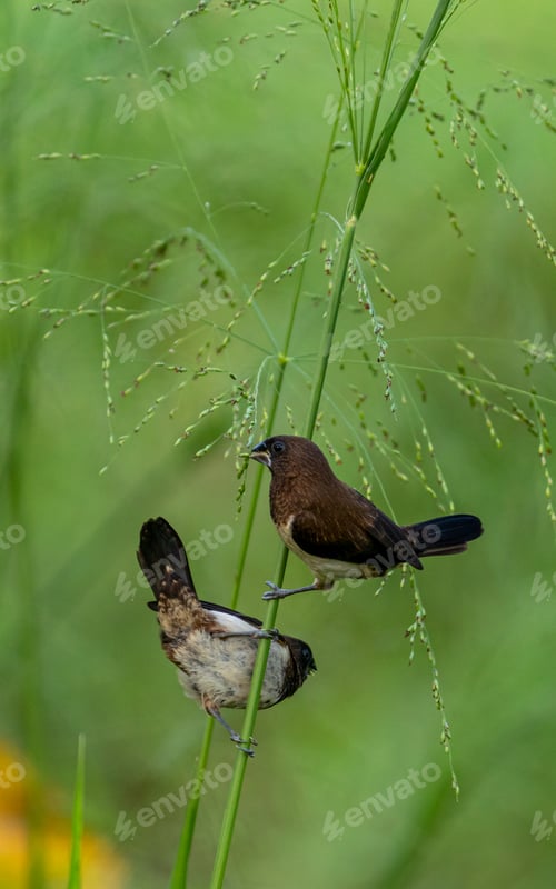 Preview: Pair of White-rumped Munia birds eating small seeds