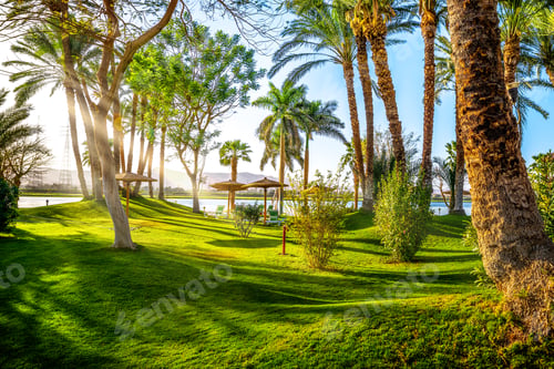 Preview: Palm tree in park