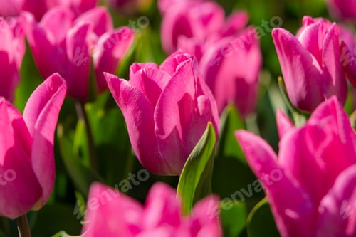 Preview: Pink tulips garden close-up in the bright rays of the sun