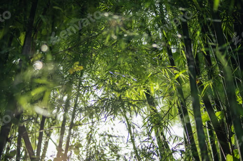 Preview: bamboo trees in the garden