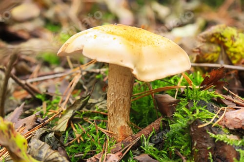 Preview: Mushroom in forest