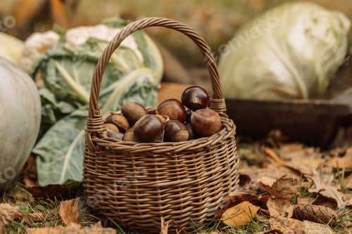 Preview: Close up of chestnut harvest in wicker basket autumn mood