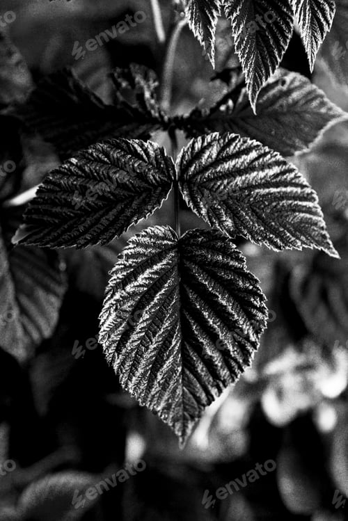 Preview: Raspberry leaves on a black and white background. Top view.
