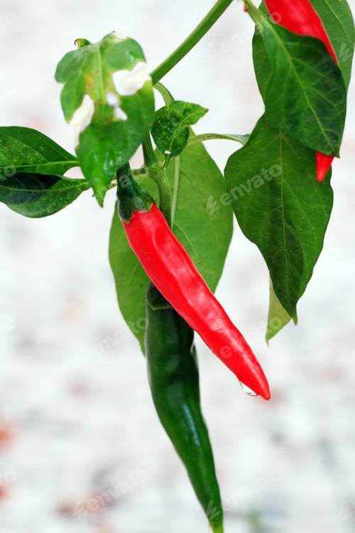 Preview: Green fresh pepper field, agriculture. Natural farm photo.
