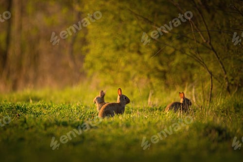 Preview: European rabbit - Oryctolagus cuniculus on a meadow