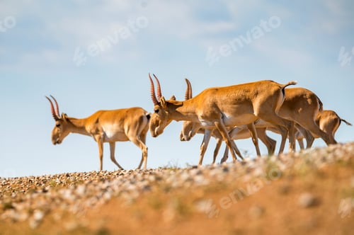 Preview: Saiga antelope or Saiga tatarica walks in steppe