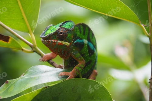 Preview: chameleon, reptile, pet, coloured, colours