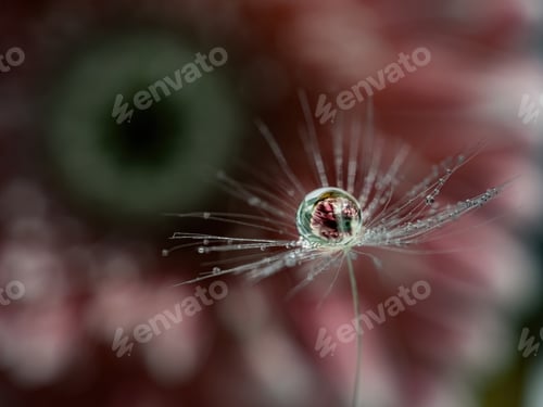 Preview: A dewdrop on a dandelion fluff close-up with a reflection of a pink flower in it