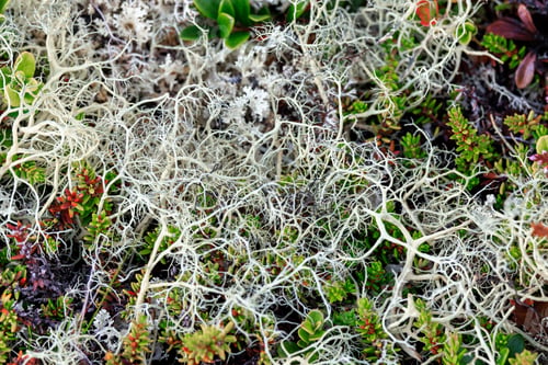 Preview: Arctic Tundra lichen moss close-up. Cladonia rangiferina, also known as reindeer cup lichen.