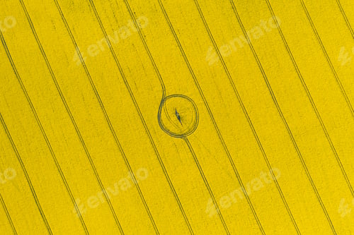 Preview: Aerial drone top view of yellow blooming field