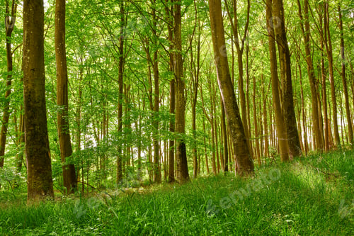 Preview: The forest in springtime