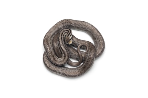 Preview: Corn snake isolated on white background