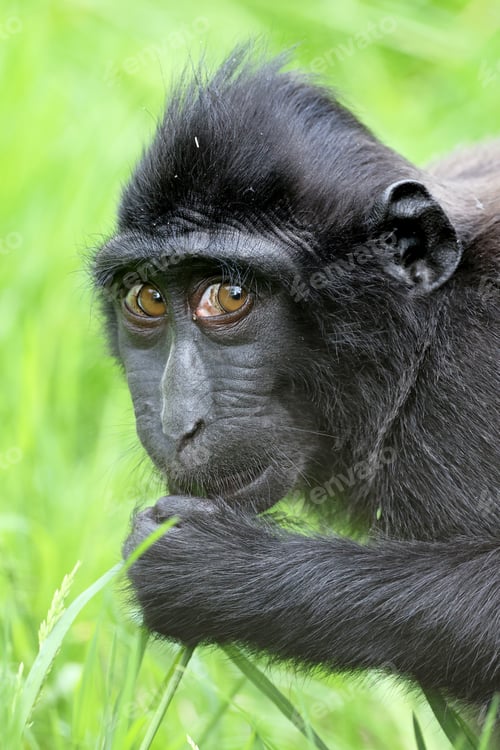 Preview: The Celebes crested macaque (Macaca nigra)